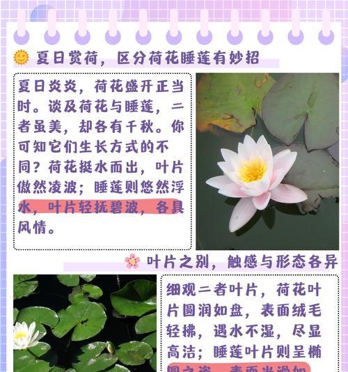 荷花的形态特征有哪些？