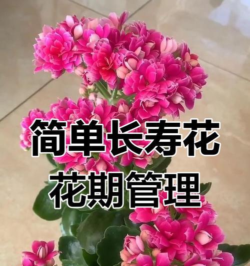 长寿花施肥方法有哪些？什么肥料最适合长寿花？