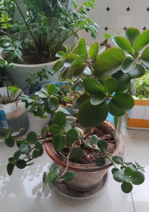 长寿花施肥方法有哪些？什么肥料最适合长寿花？