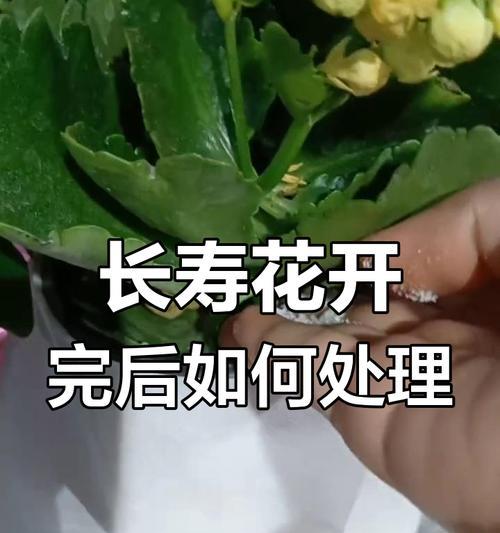 长寿花施肥方法有哪些？什么肥料最适合长寿花？