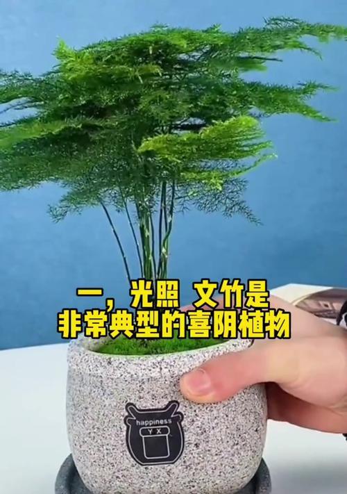 文竹叶子变黄的常见原因有哪些？如何处理？