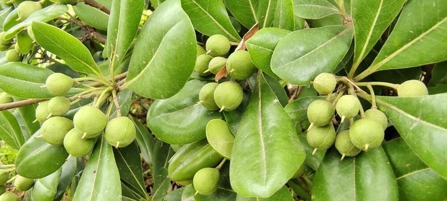 海桐果实的用途是什么？如何正确利用海桐果实？