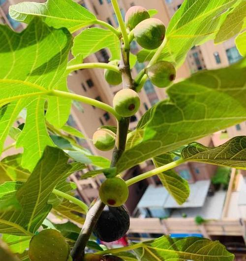 盆栽无花果适合哪种土壤？如何正确选择盆土？