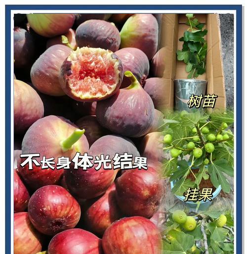 盆栽无花果适合哪种土壤？如何正确选择盆土？