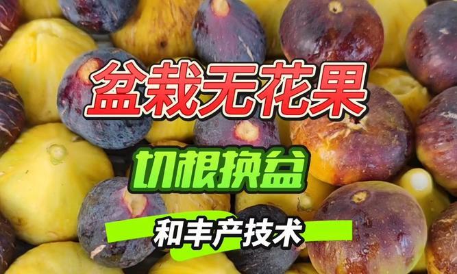 盆栽无花果适合哪种土壤？如何正确选择盆土？