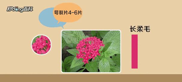 五星花的最佳播种时间是什么时候？播种五星花有哪些注意事项？