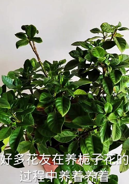 栀子花枯萎了怎么办？栀子花枯萎的原因是什么？