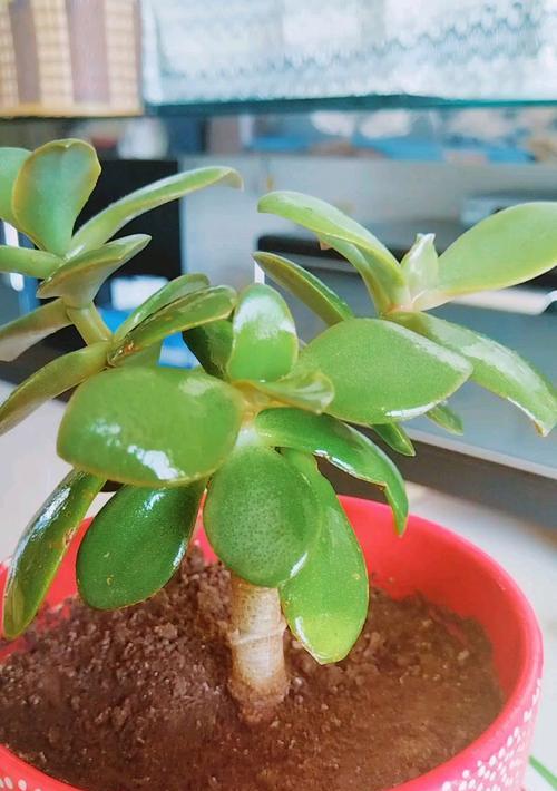 玉树浇水的最佳时机是什么时候？怎样浇水才能促进生长？