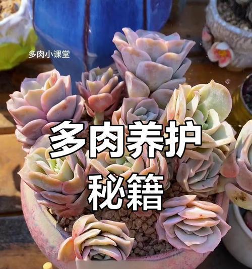 多肉植物的种植方法有哪些？怎样才能养出健康多肉？