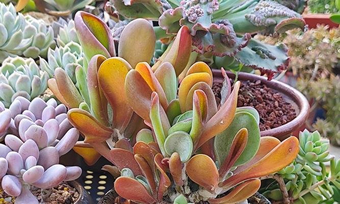 多肉植物的种植方法有哪些？怎样才能养出健康多肉？