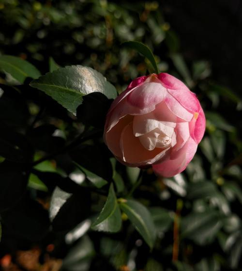 茶梅的开花时间是什么时候？如何促进花期？