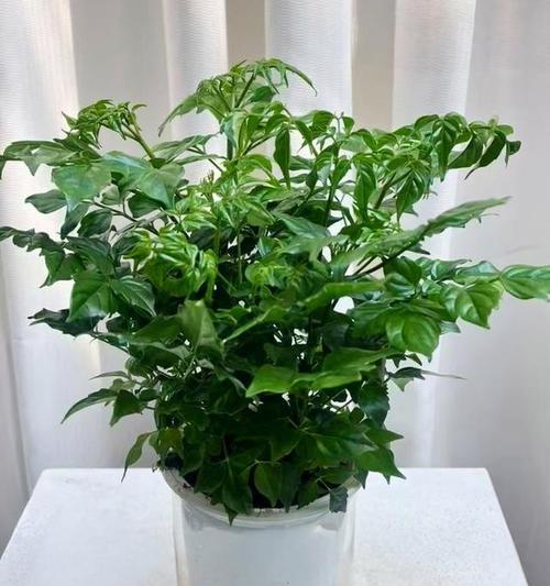 水培绿植有哪些种类？如何正确水培绿植？