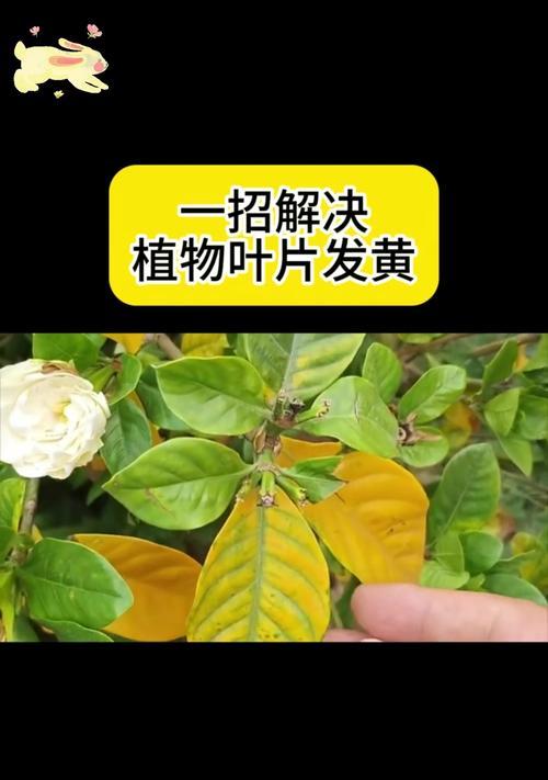 植物叶片发黄的原因是什么？如何预防和处理？