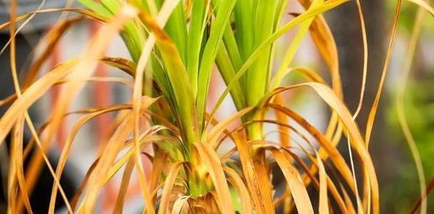 花叶干枯有哪些可能的原因？如何预防和解决？
