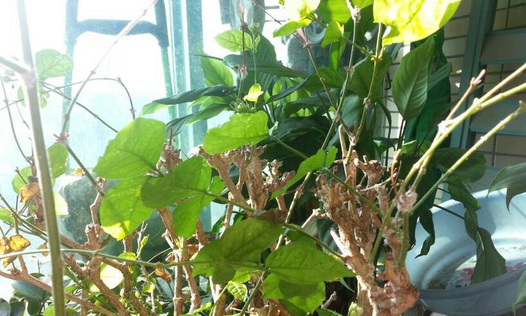花叶干枯有哪些可能的原因？如何预防和解决？
