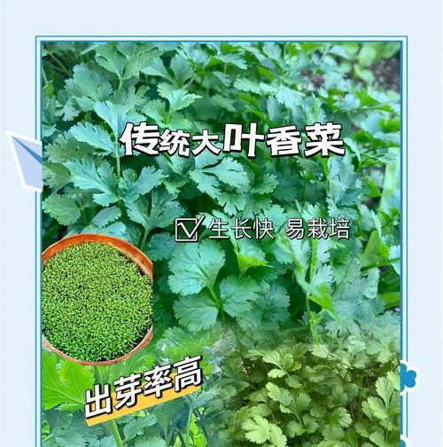 阳台种香菜怎么种植？有哪些技巧可以提高成功率？