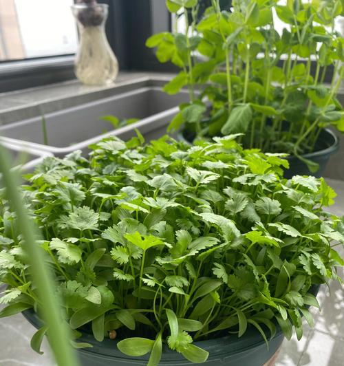 阳台种香菜怎么种植？有哪些技巧可以提高成功率？