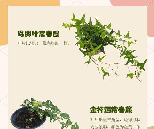 长春藤的养殖方法和注意事项是什么？