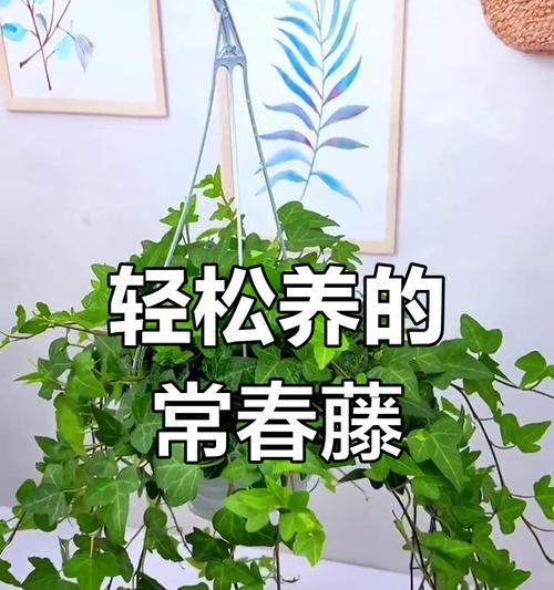 长春藤的养殖方法和注意事项是什么？