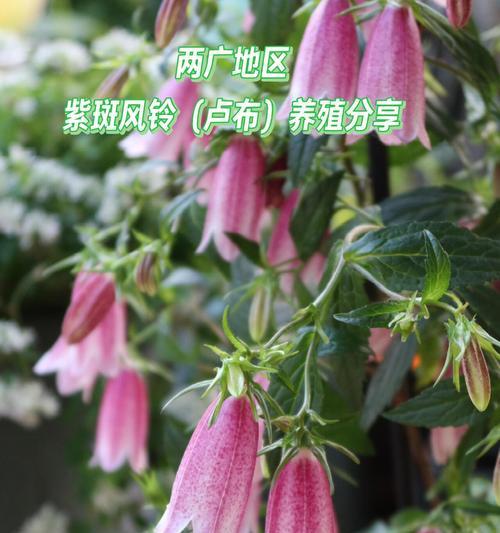 风铃草的最佳播种时间是什么时候？如何提高风铃草的发芽率？