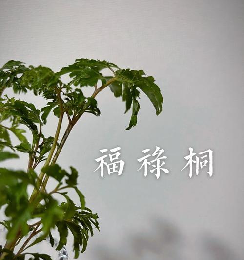 福禄桐的养殖方法有哪些？怎样才能养出健康福禄桐？