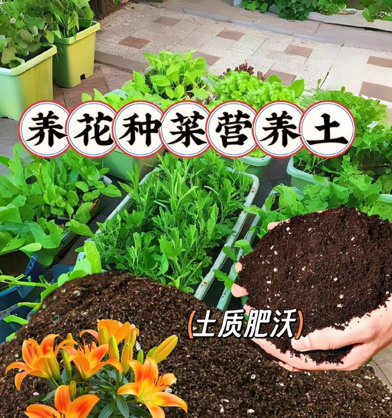 哪种土壤最适合养花？如何选择合适的土壤？