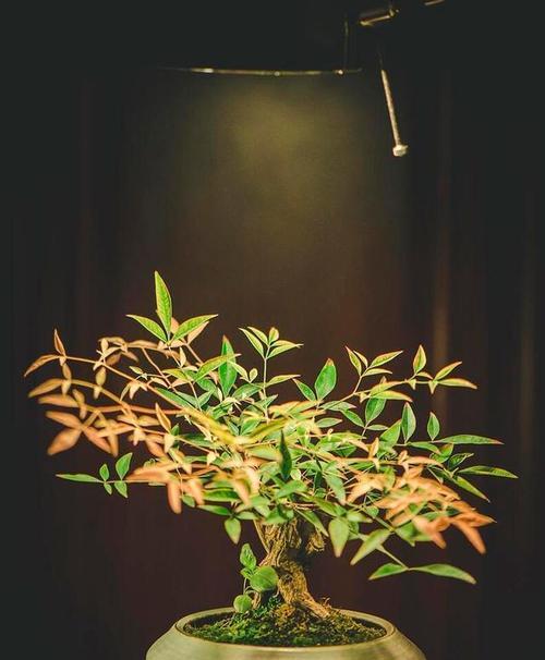 兰天竹的养殖技巧有哪些？怎样才能养出健康的植株？