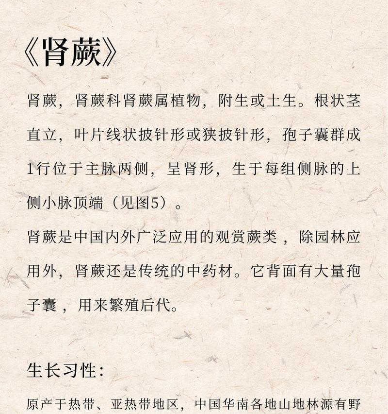 肾蕨的正确养护方法是什么？