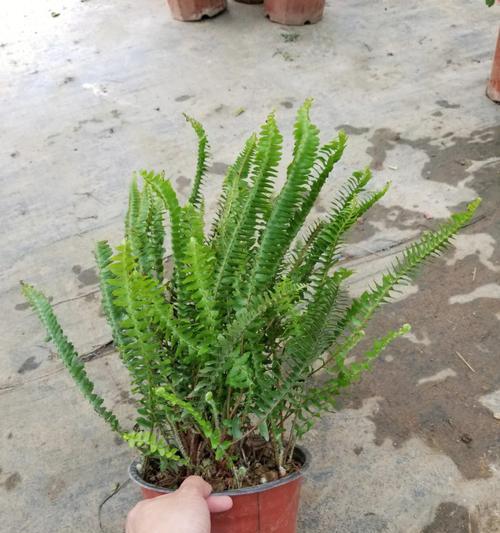 肾蕨的正确养护方法是什么？