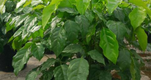 绿宝植物的浇水技巧是什么？
