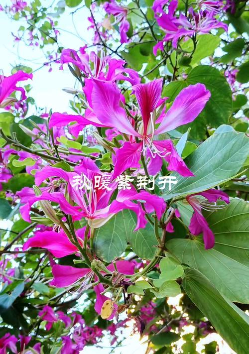 紫荆花的特征是什么？紫荆花的花语有哪些含义？