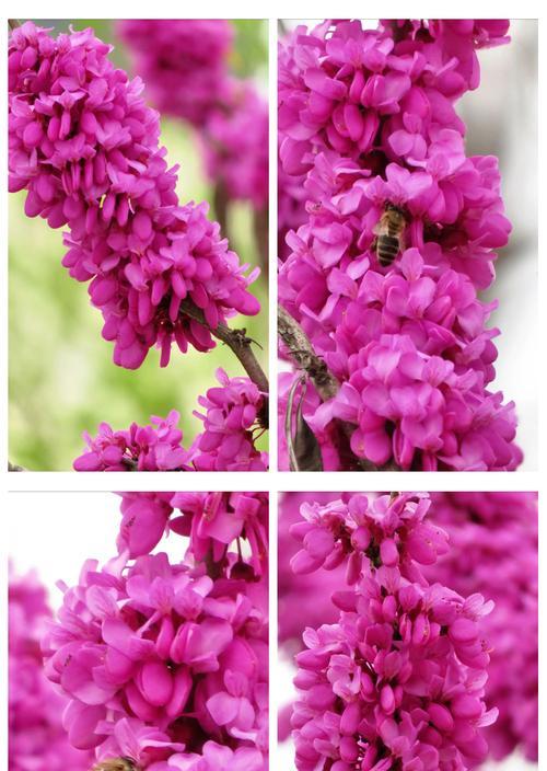 紫荆花的特征是什么？紫荆花的花语有哪些含义？