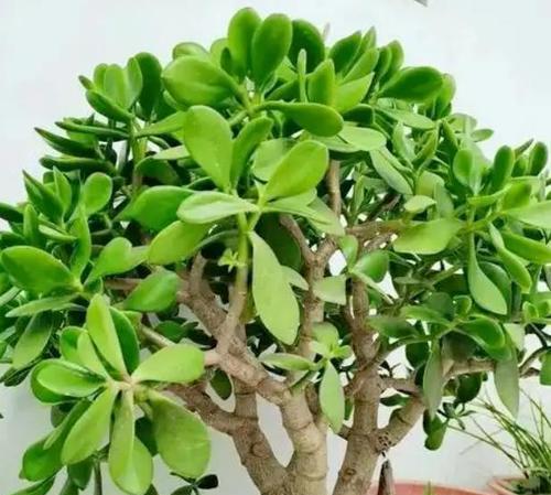 玉树落叶的原因是什么？如何防止玉树掉叶子？