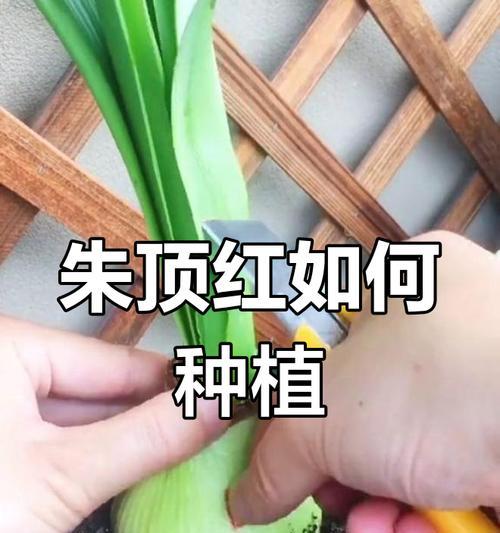 朱顶红怎么种？种植过程中需要注意什么？