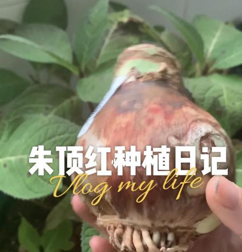 朱顶红怎么种？种植过程中需要注意什么？