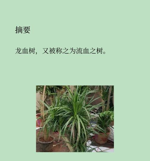 龙血树的用途和功效是什么？