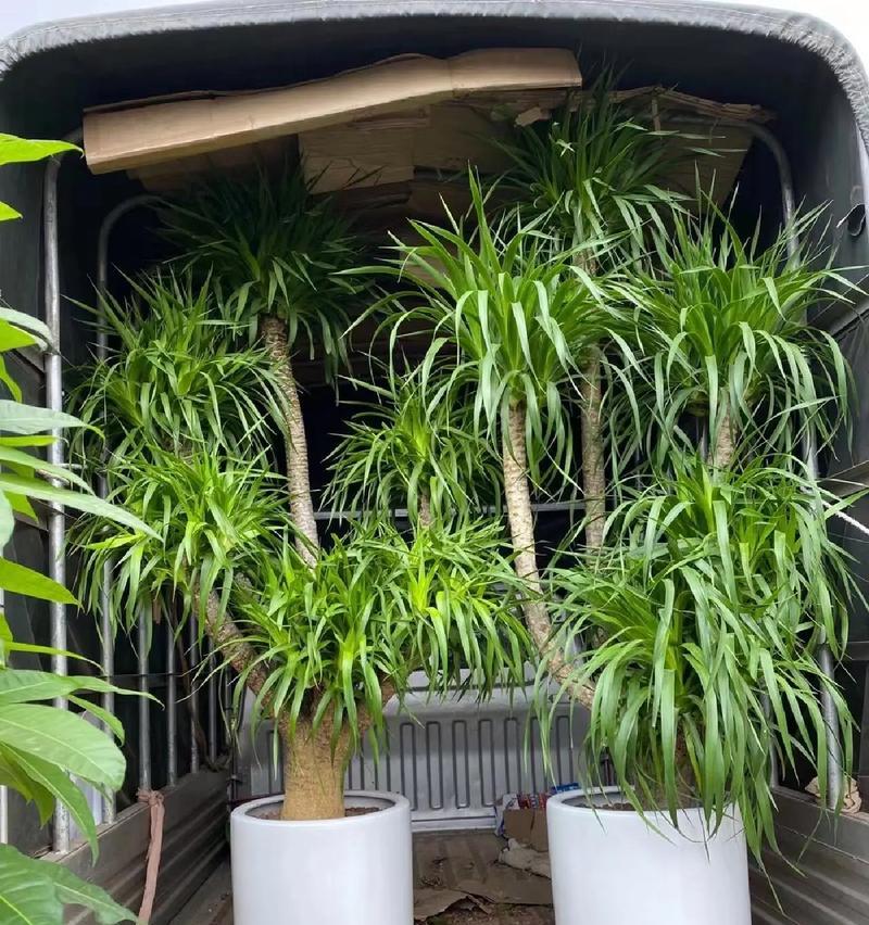 龙血树的用途和功效是什么？