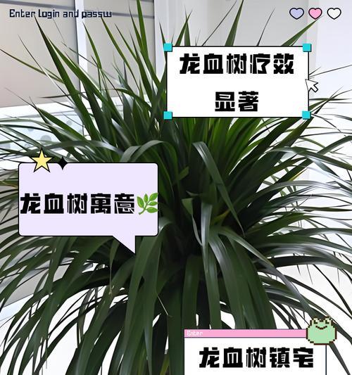 龙血树的用途和功效是什么？