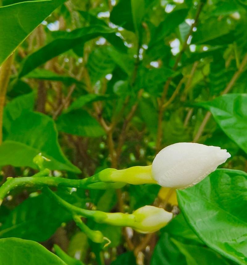 狗牙花的养护要点是什么？