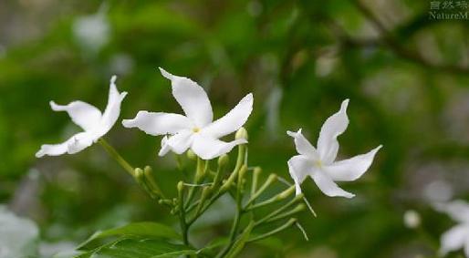 狗牙花的养护要点是什么？