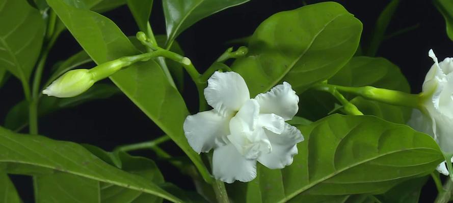 狗牙花的养护要点是什么？