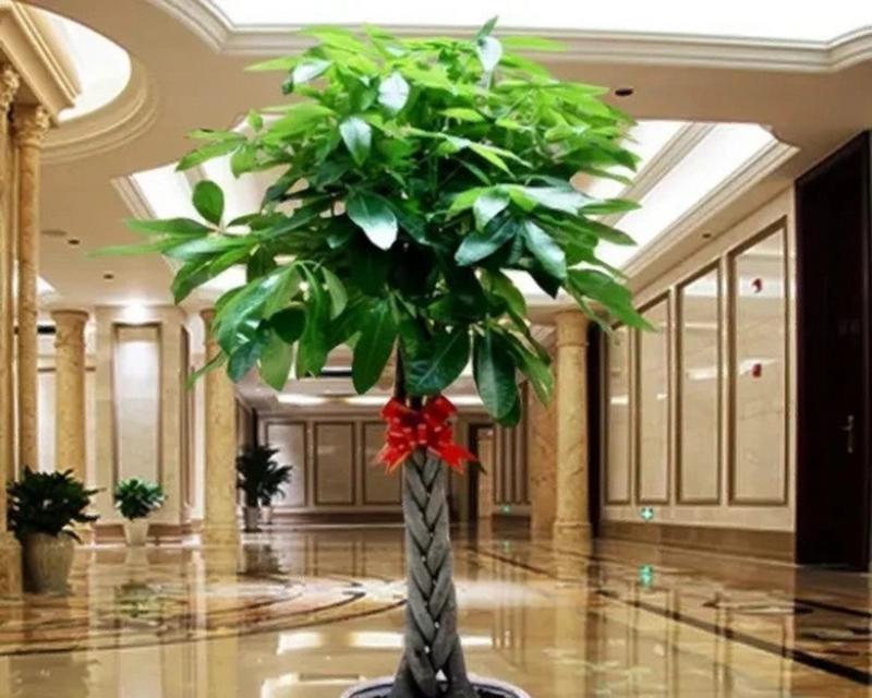 室外院子里发财树的养护技巧有哪些？如何确保发财树健康成长？