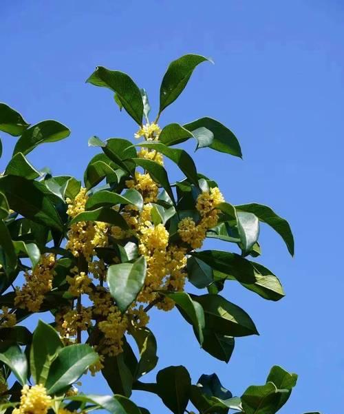 留什么花在秋天？秋天种植哪些花最合适？