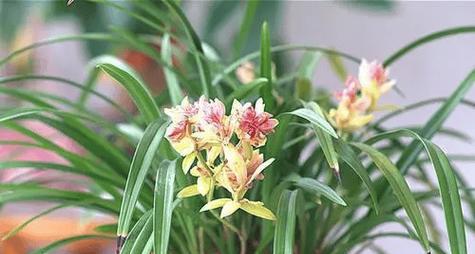 留什么花在秋天？秋天种植哪些花最合适？