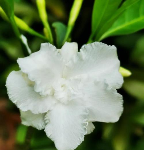 盆栽假狗牙花的养殖方法是什么？如何确保假狗牙花健康成长？