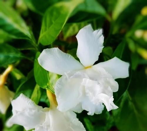盆栽假狗牙花的养殖方法是什么？如何确保假狗牙花健康成长？