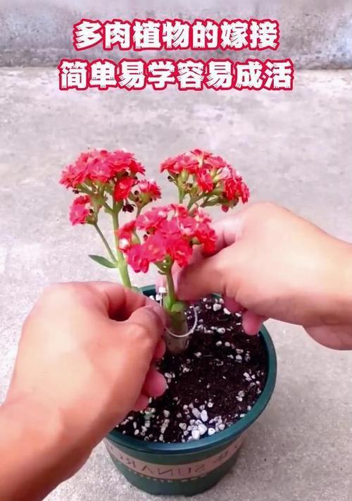 多肉植物的栽种方法是什么？如何确保多肉植物的成活率？