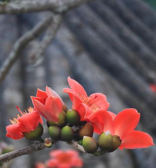 木棉花的颜色有哪些变化？如何辨别真假木棉花？