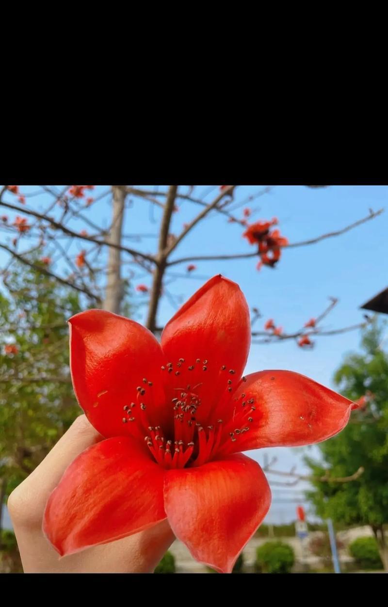 木棉花的颜色有哪些变化？如何辨别真假木棉花？