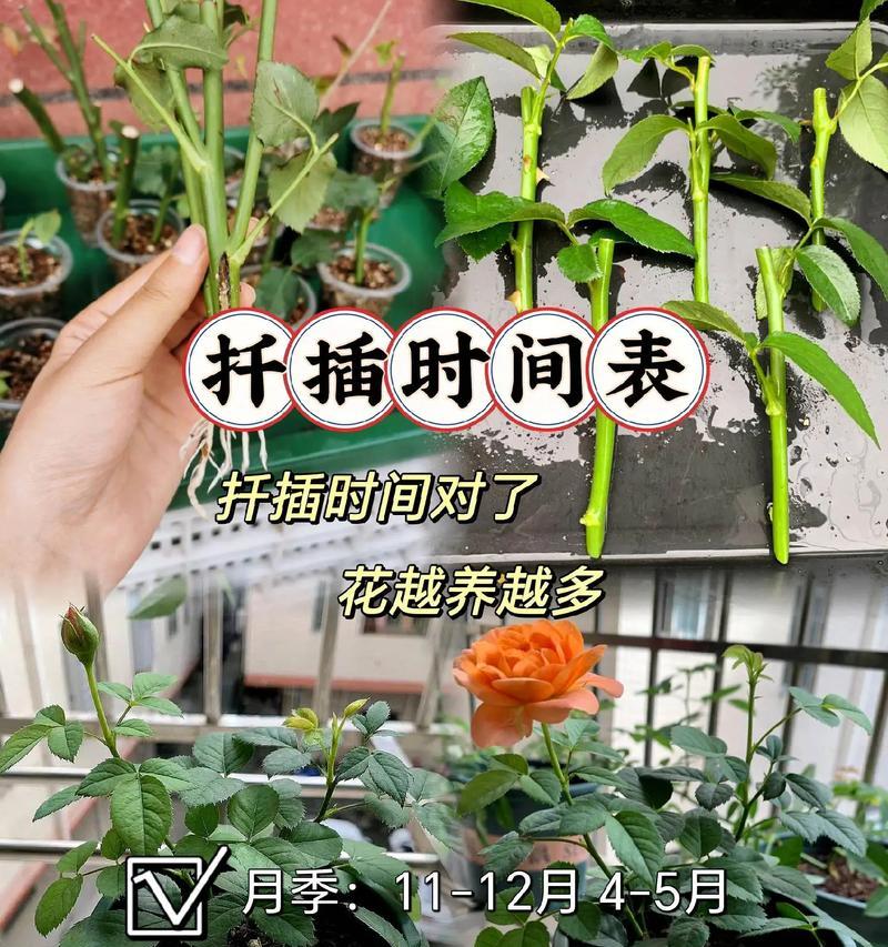 罗汉松扦插的最佳时机是什么时候？